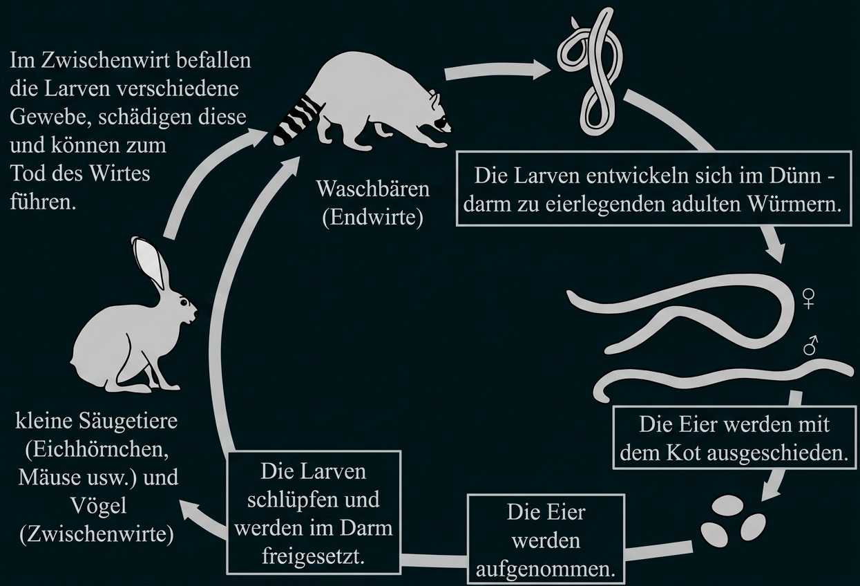 Schematische Darstellung des Lebenszyklus eines Wurms: Eier, Larven, Zwischenwirte (Kleinsäuger, Vögel) und Waschbär als Endwirt